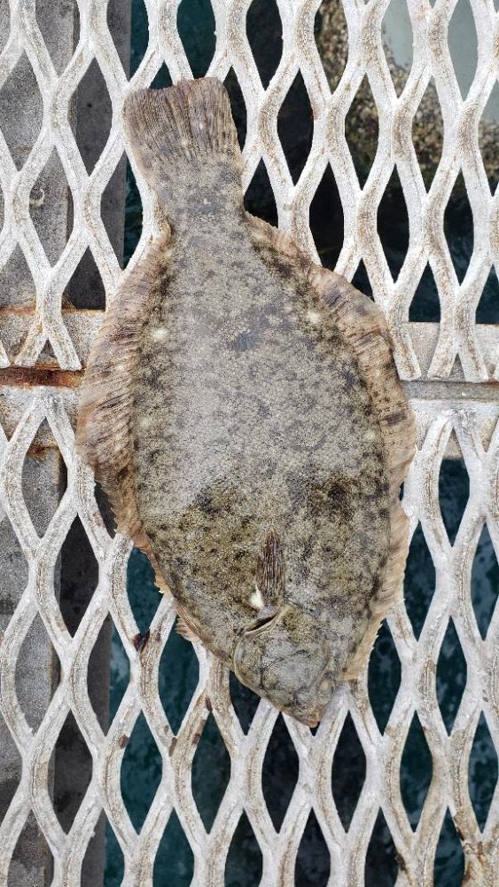 マコカレイ３６センチ釣れました！