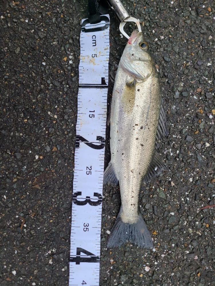 久しぶりの好釣果!