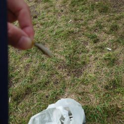 稚鮎ももう終わりか。