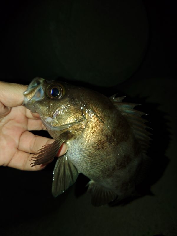 フロートゲーム