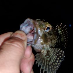 アジングのはずがメバリング・ガシリング