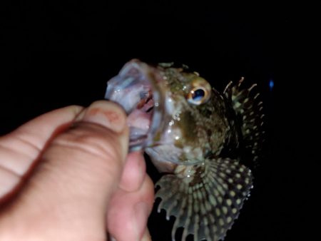 アジングのはずがメバリング・ガシリング