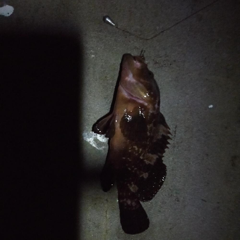 岩屋一文字で通し釣り