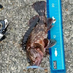 ライトワインドでカサゴ☆