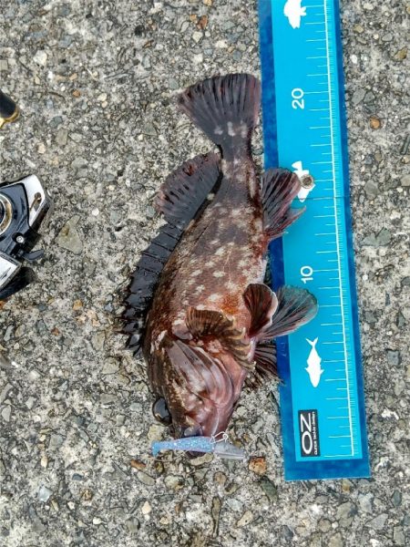 ライトワインドでカサゴ☆