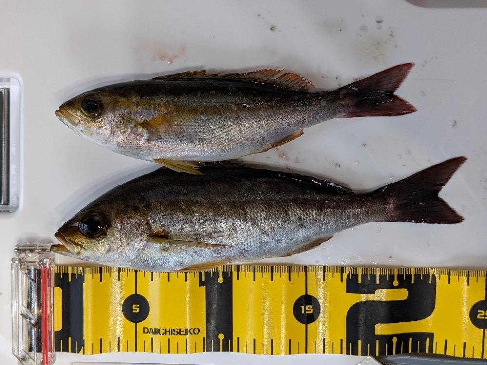 シマアジ〜マダイ リレー