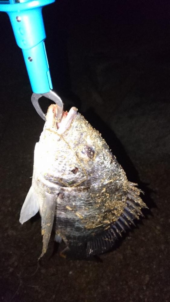 シーバスはいつ釣れる