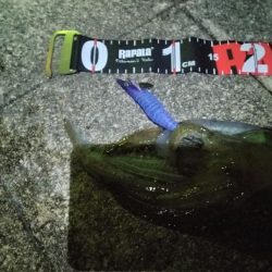 関門海峡　エギング