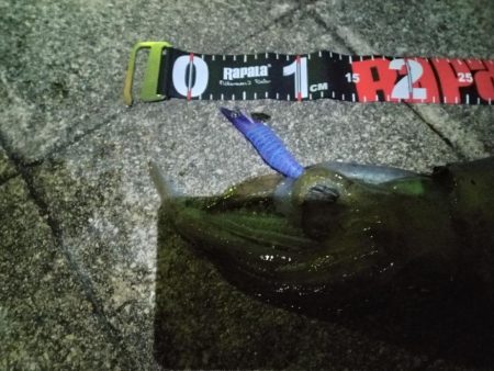 関門海峡　エギング