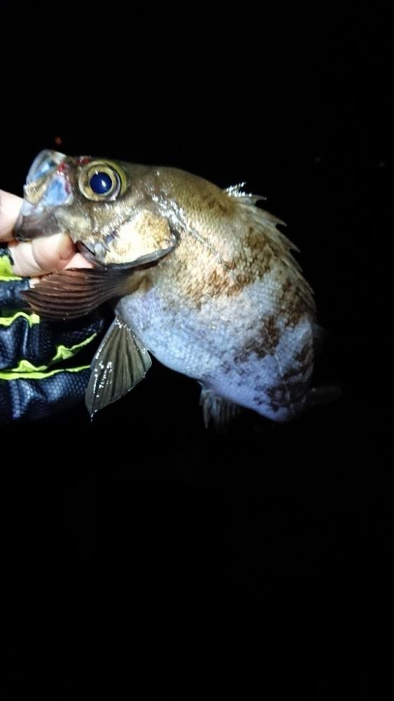 フロートゲーム