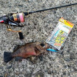 南港うみ釣り園 護岸で☆