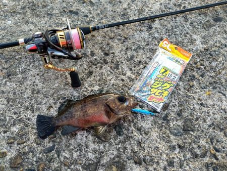 南港うみ釣り園 護岸で☆