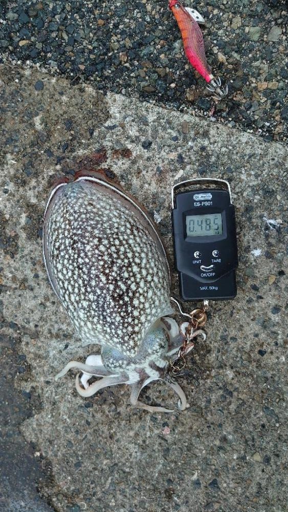 コウイカエギング