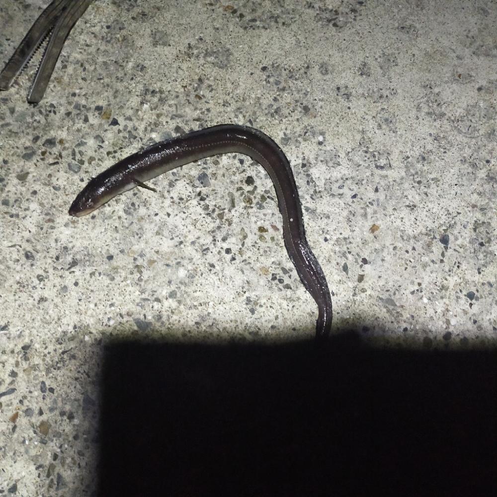 浦一文字で通し釣り