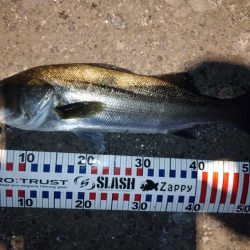 バチ抜けシーバス