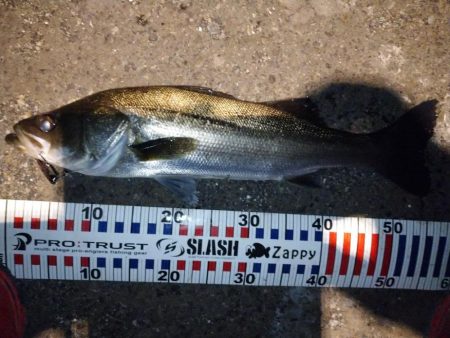 バチ抜けシーバス