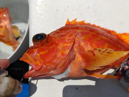 安定のカサゴです