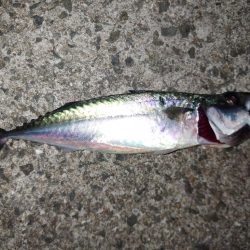 ウキ釣りメバル狙い…