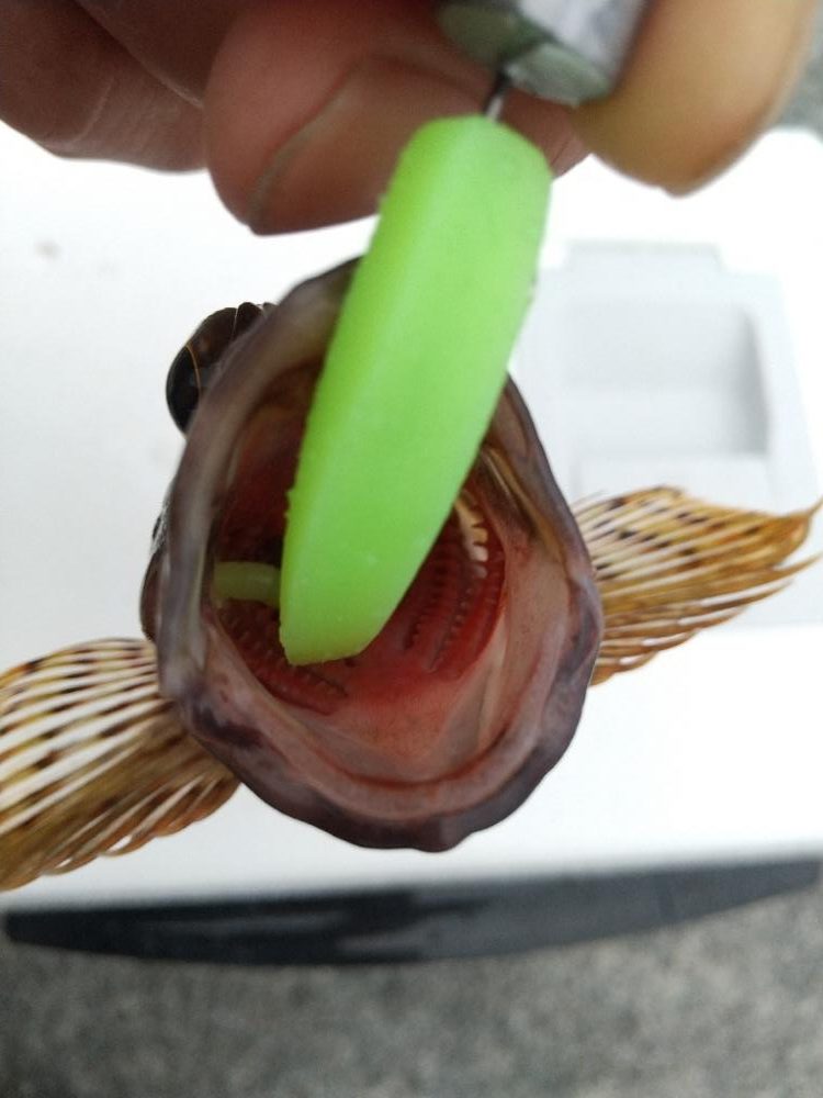 久しぶりな釣り