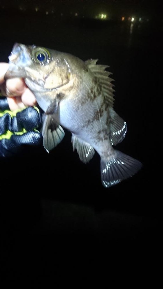 フロートゲーム