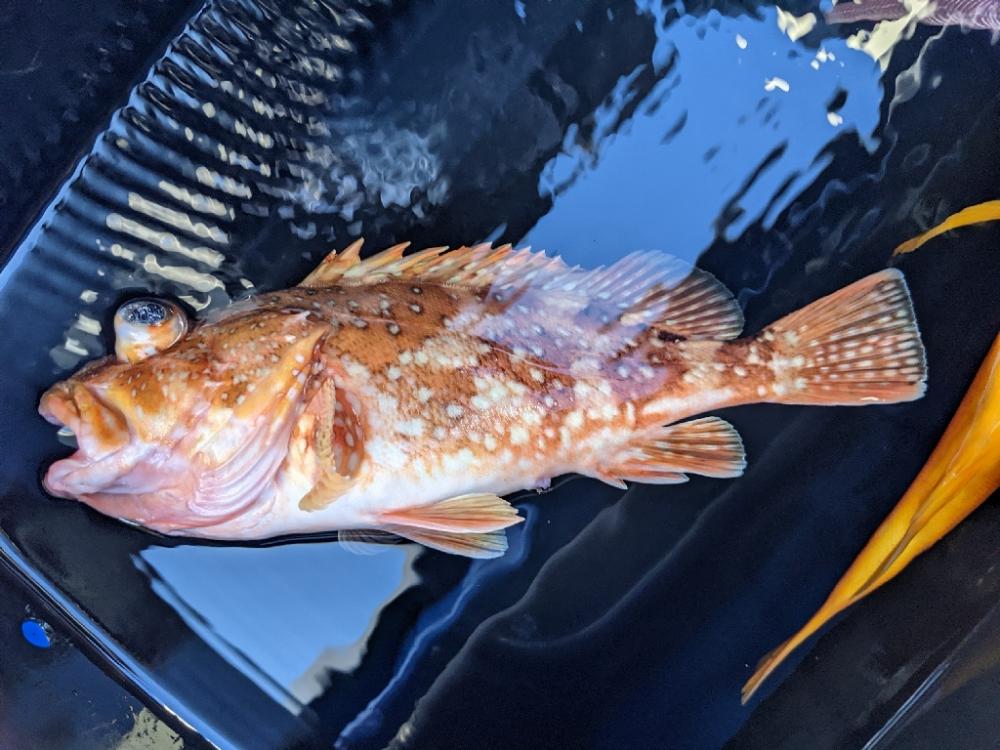 潮が流れず。。。