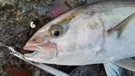 rockyshoreモンスターと出会い