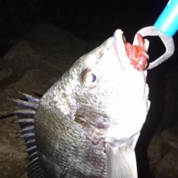 安定のチニング