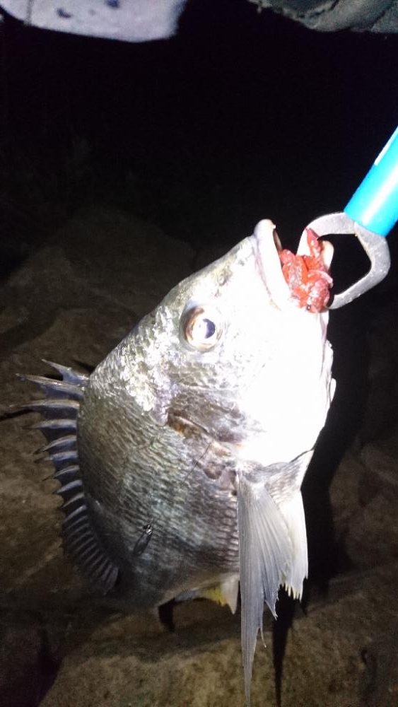 安定のチニング