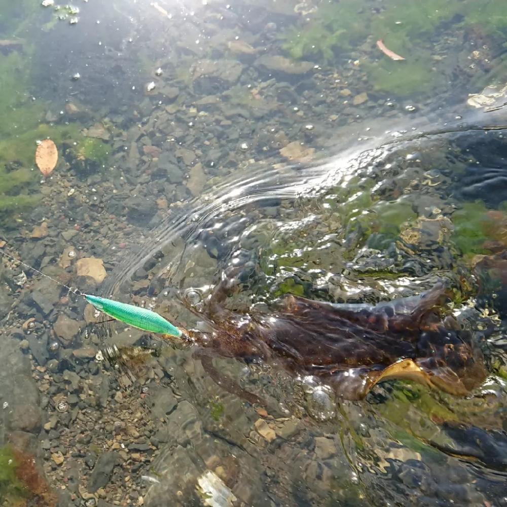 対馬エギング釣果……47