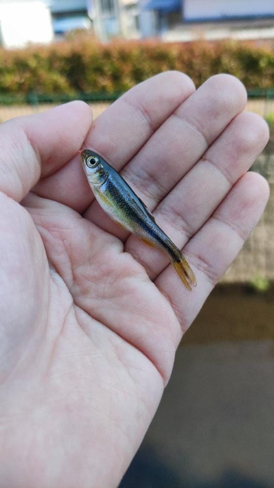 高尾の小川でハヤ釣り