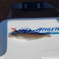 キス釣り　遠投