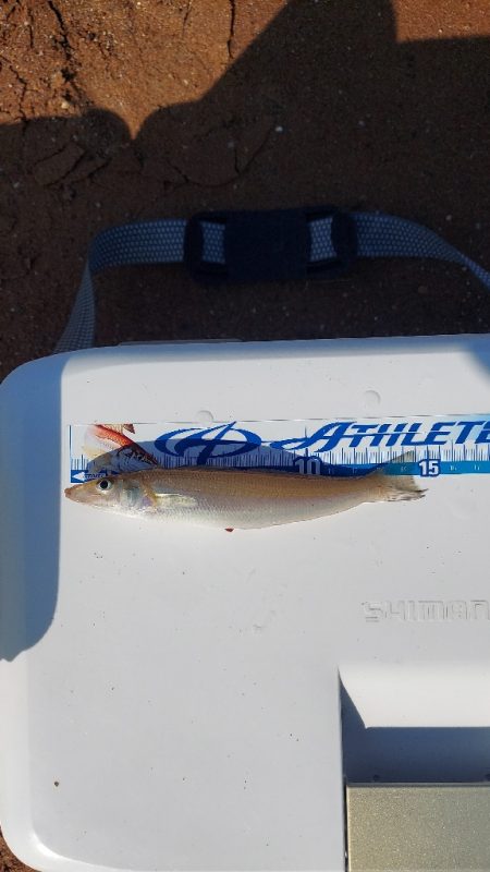 キス釣り　遠投