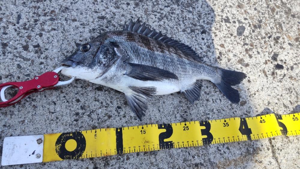 狙いはサワラ。