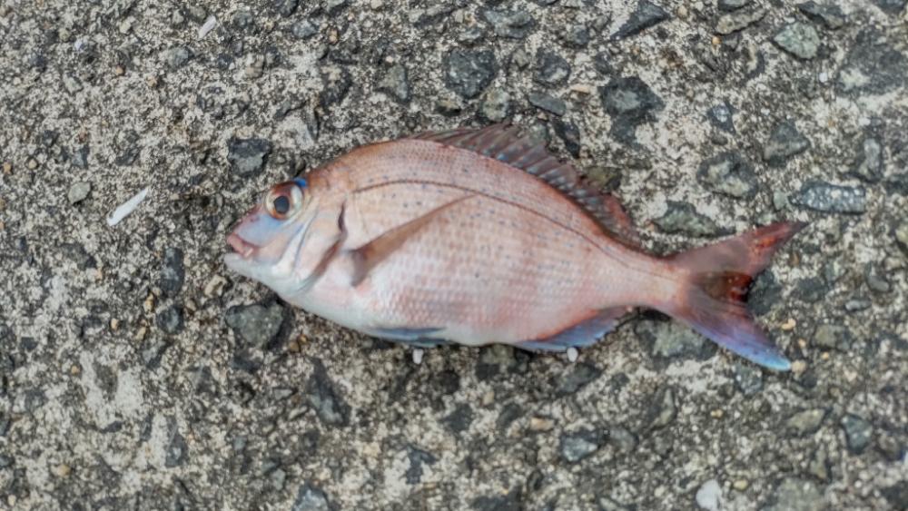 カゴ釣りはチャリコだけ