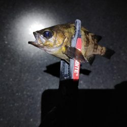 フロートメバリング@泉南