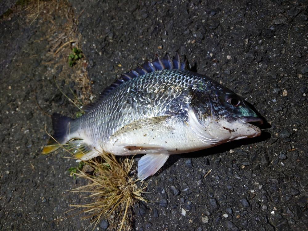 シーバスと思いきや