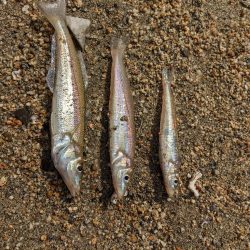 ちょい投げ釣り人