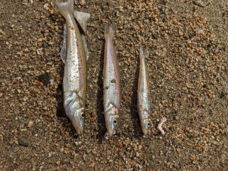 ちょい投げ釣り人