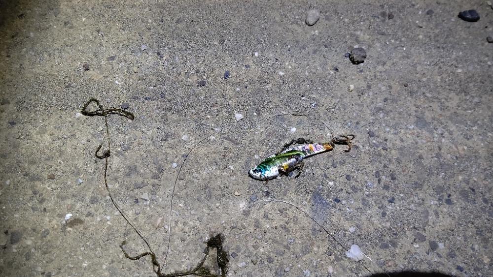 寒くて食いが渋い