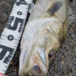 シーバス祭でした!