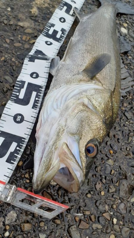 シーバス祭でした!