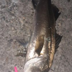 再びバチ調査！