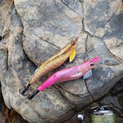 春イカはどこに？