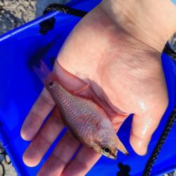 熱海港にてキンギョ釣り