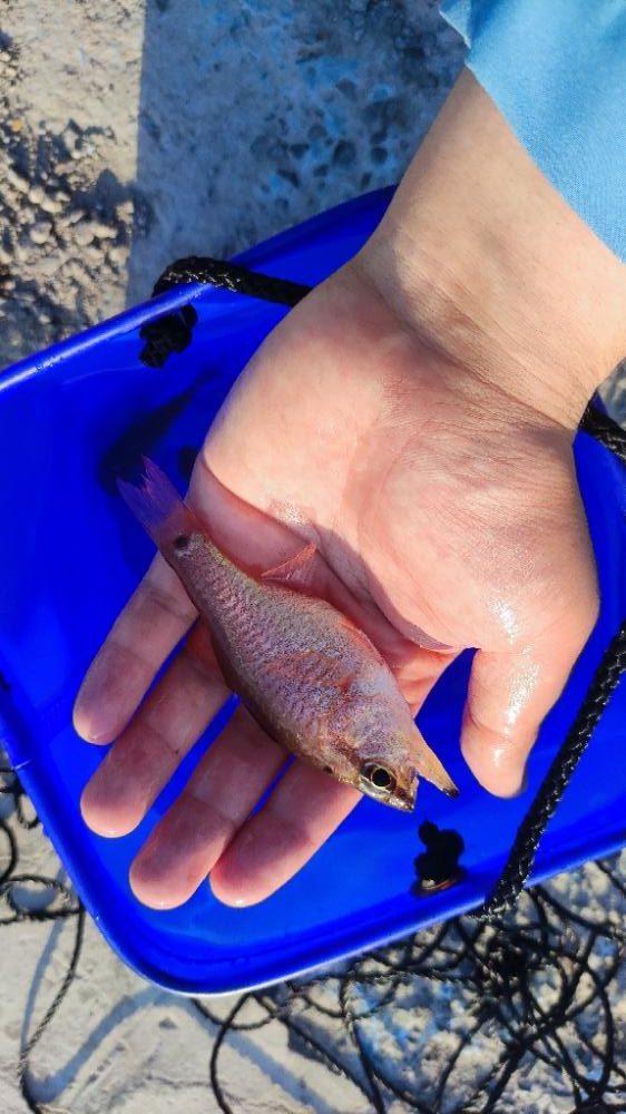 熱海港にてキンギョ釣り 伊豆半島 熱海港 胴突 イシモチ 陸っぱり 釣り 魚釣り 釣果情報サイト カンパリ