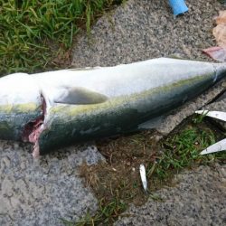 やっとアキュラで青物釣れた…