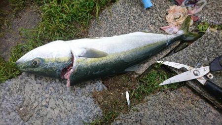 やっとアキュラで青物釣れた…