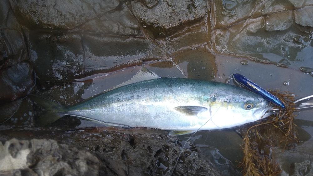 越前海岸の青物