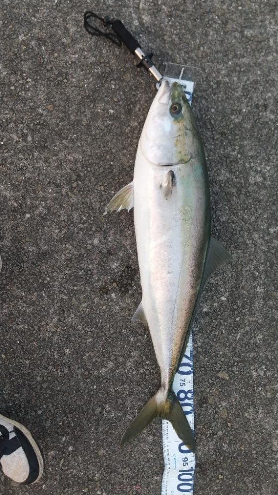 初のショアブリ