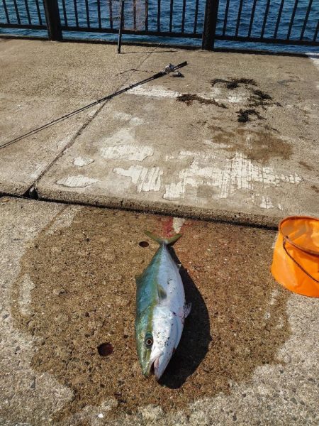 ショアジギング